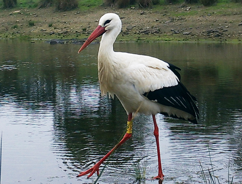Stork Birds