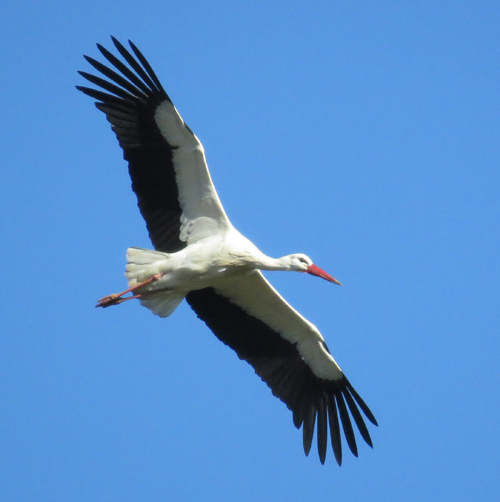 Stork Birds